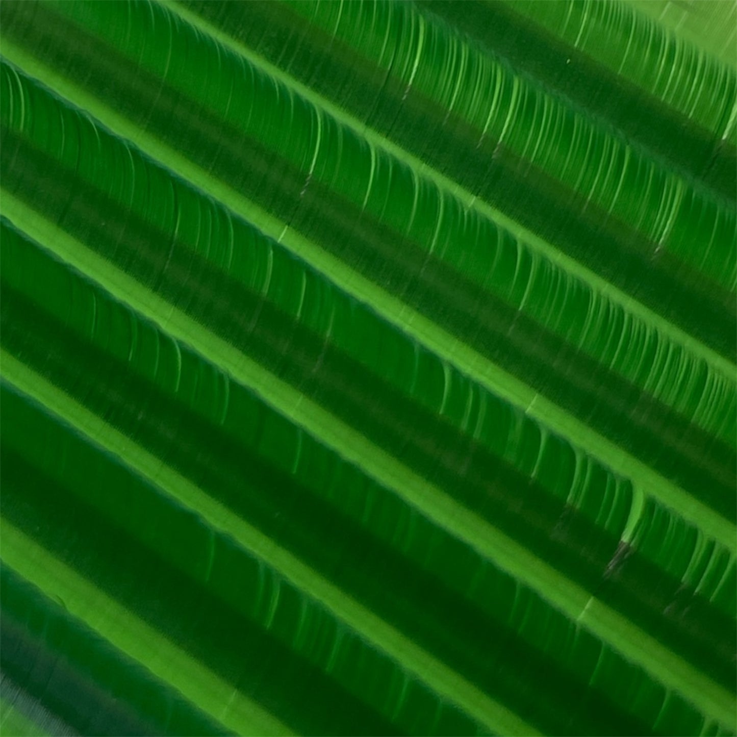 GREEN LASHES